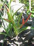 tillandsias,ponderosa